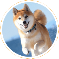 犬の写真