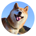 犬の写真